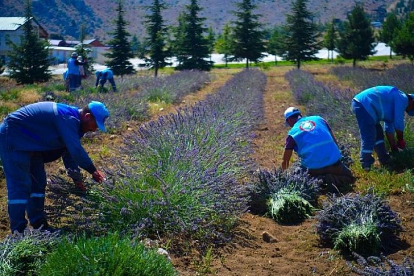 BURDUR VE ISPARTA’NIN MOR BAHÇELERİNDE HASAT VAKTİ