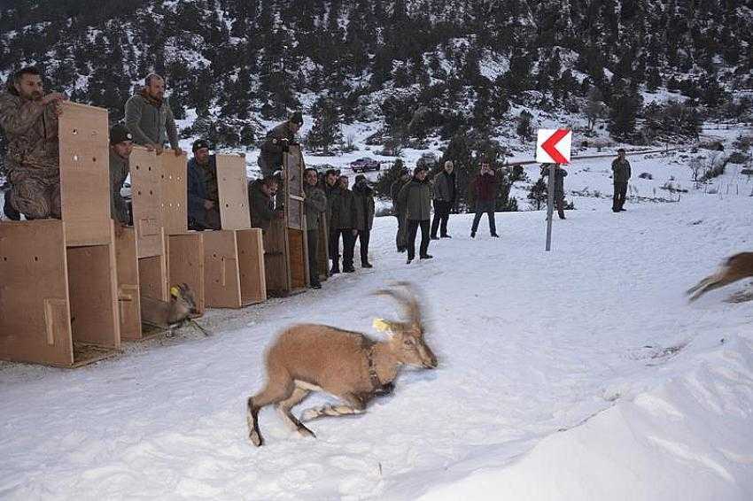 Karanlıkdere Kanyonu Tabiat Parkı'na 11 Yaban Keçisi Bırakıldı