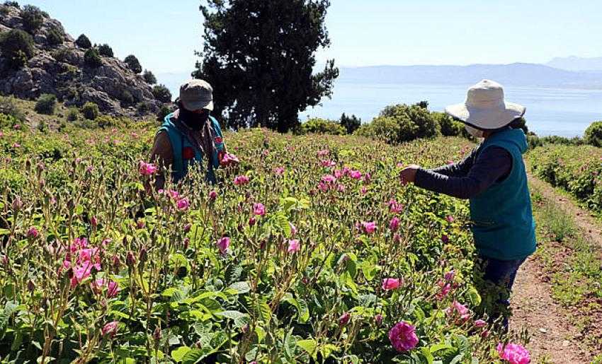 Burdur'da Dikildi Litresi 7 Bin Euro