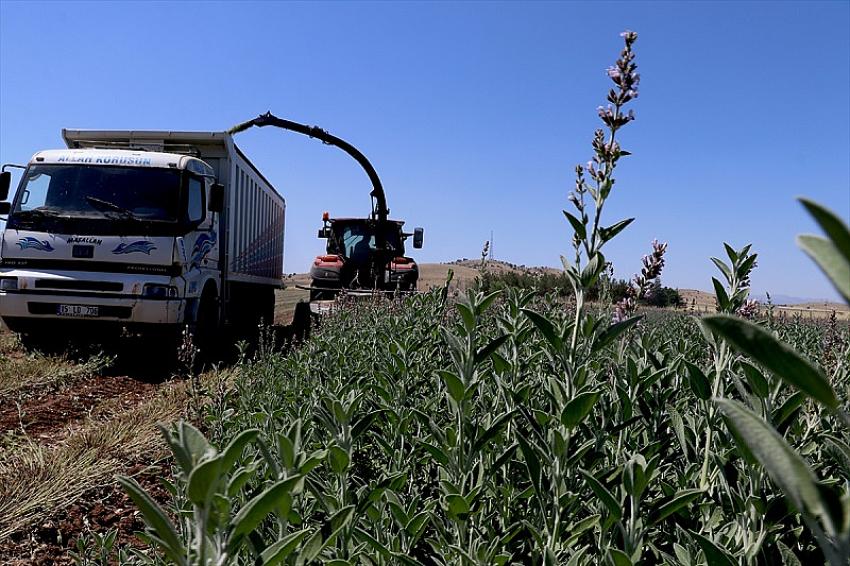 Bol yağışla boyu 1 metreyi aşan adaçayı silaj makinesiyle hasat ediliyor