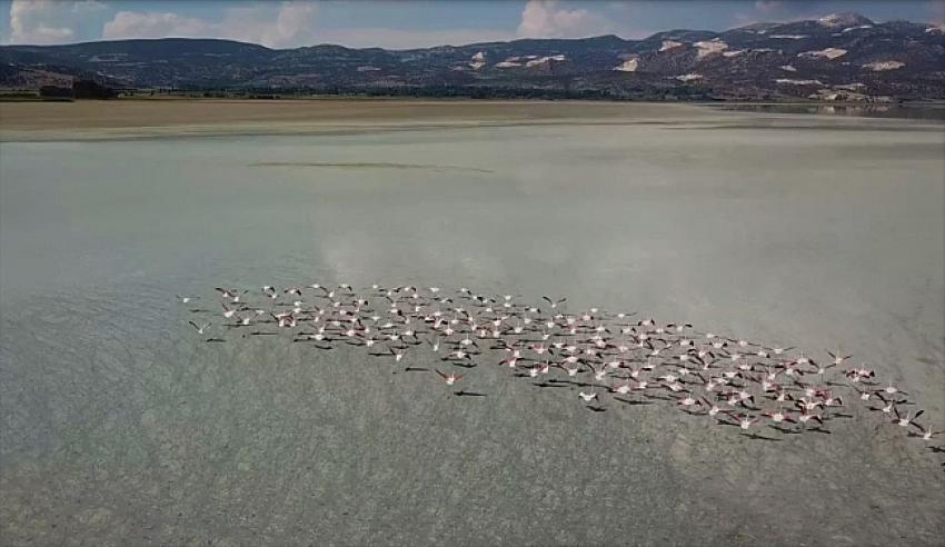 Yarışlı Gölü’nü flamingolar hareketlendirdi