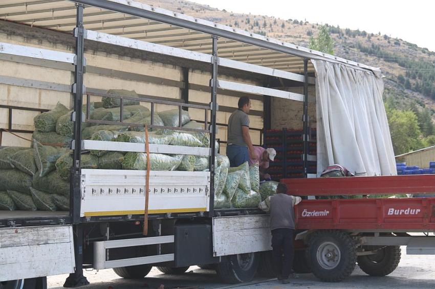 BURDUR’DA HAVA ŞARTLARI FASULYE VERİMİNİ DÜŞÜRDÜ