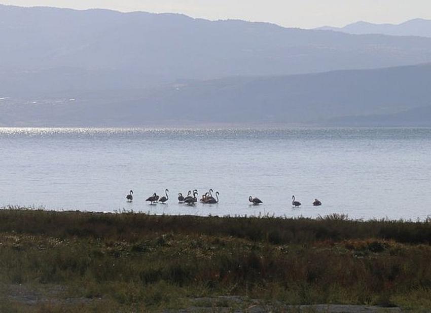 Burdur Gölü’nde beslenen flamingolar görüntülendi