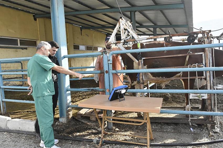 Burdur’da Yerli Embriyo Dönemi Başladı: Hayvancılıkta Yeni Bir Devrim