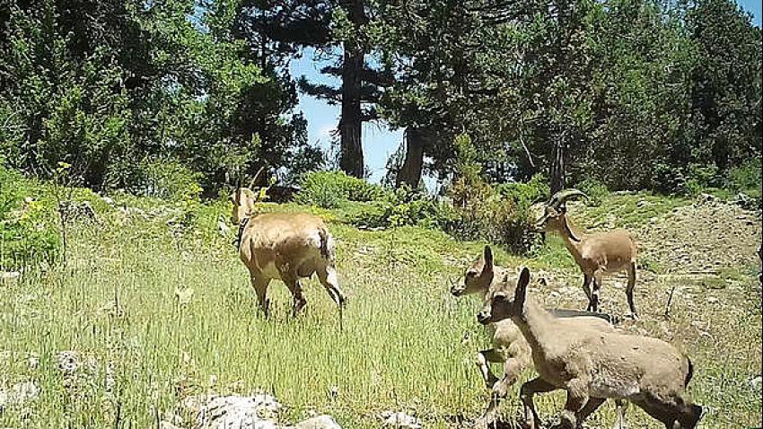 Türkiye’de ilk: Burdur’da üremeye başladılar