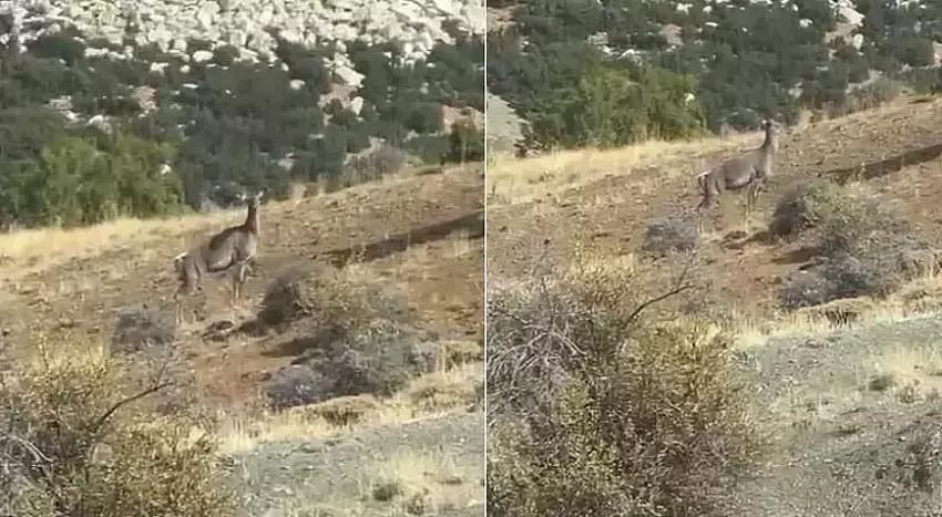 Burdur'da İlk Kez Gördü Şaşkınlığı Gizleyemedi