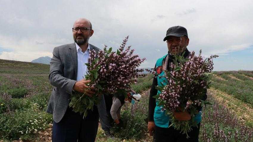 MAKÜ’de Ada Çayı hasadı