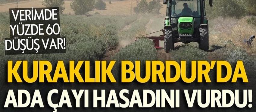 Kuraklık Burdur'da Ada Çayı Hasadını Vurdu