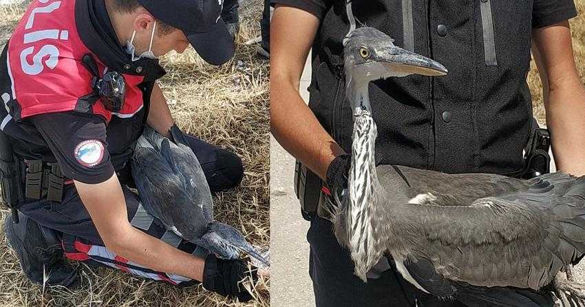 UÇAMAYAN GRİ BALIKÇIL TEDAVİ EDİLİP DOĞAYA BIRAKILACAK