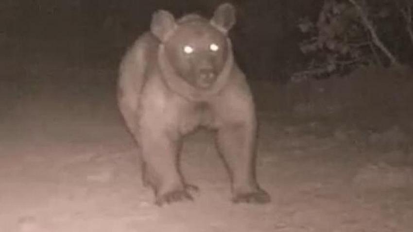 BOZAYI FOTOKAPANLA GÖRÜNTÜLENDİ