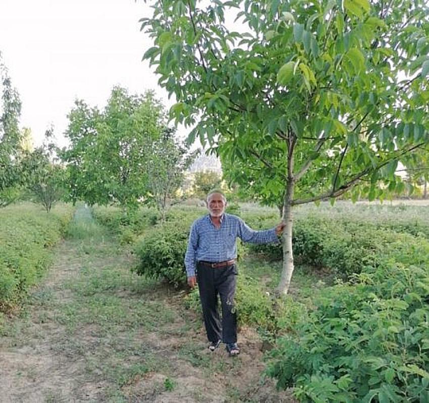 KESTİĞİ KAVAK AĞACININ ALTINDA KALIP ÖLDÜ