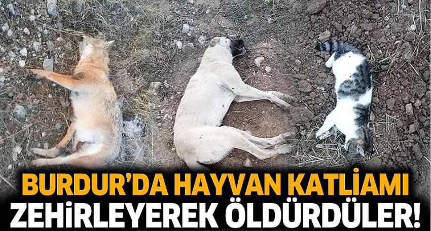 Burdur’da Hayvan Katliamı! Vatandaştan Yetkililere Çağrı