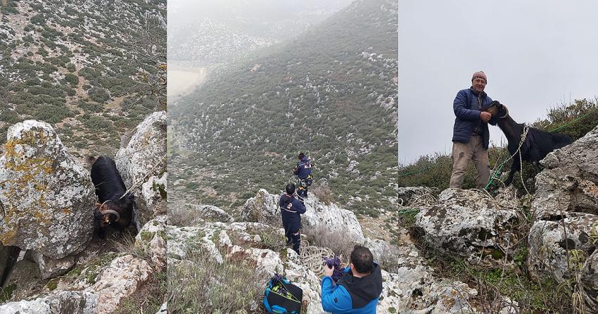 BURDUR’DA KAYALIKLARDA MAHSUR KALAN KEÇİYİ AFAD KURTARDI