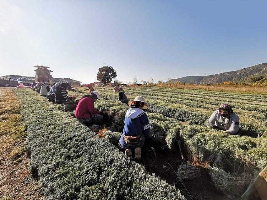 Özbekistan’ın Lavanta Fideleri Burdur’dan