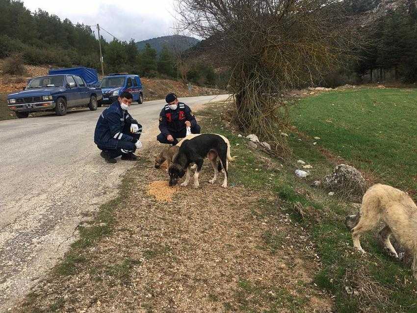 BURDUR’DA GÜVENLİK GÜÇLERİ SOKAK HAYVANLARINI UNUTMADI