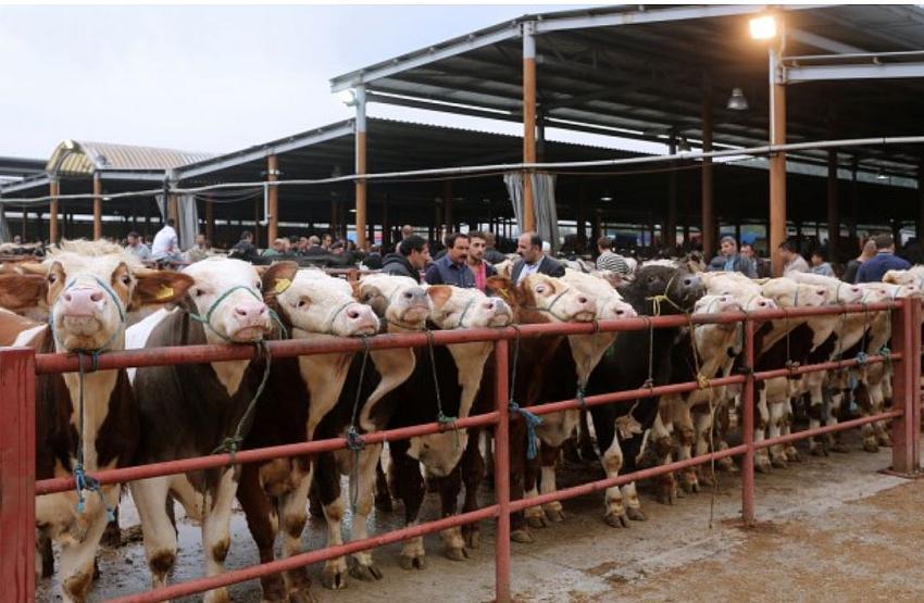 Isparta canlı hayvan pazarı tedbiren kapatıldı