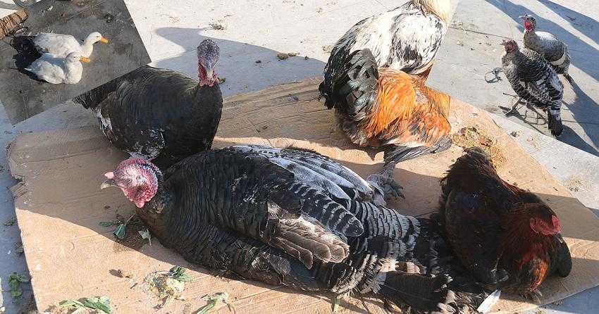 PAZAR’DA; YILBAŞI HİNDİSİ ÇOK, ALICISI YOK!