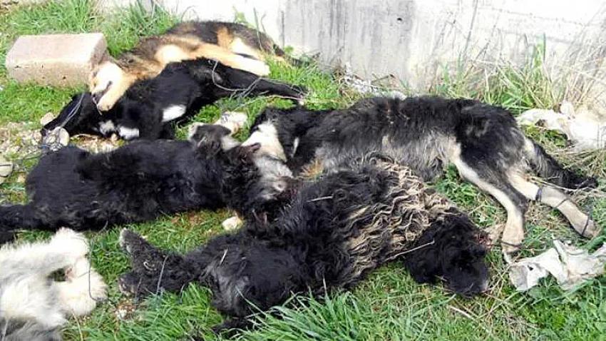 Bucak’ta Yavru Köpeklerin Öldürülmesi Olayına Soruşturma Başlatıldı