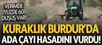 Kuraklık Burdur'da Ada Çayı Hasadını Vurdu