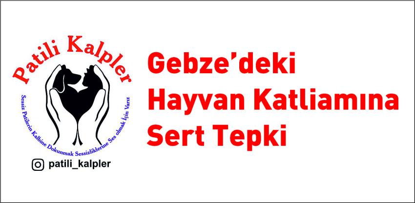 Burdur Patili Kalpler’den Gebze'deki Hayvan Katliamına Sert Tepki