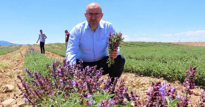 ÜNİVERSİTENİN OLUŞTURDUĞU ADA ÇAYI BAHÇELERİ ÇİFTÇİLERE YÖN VERECEK