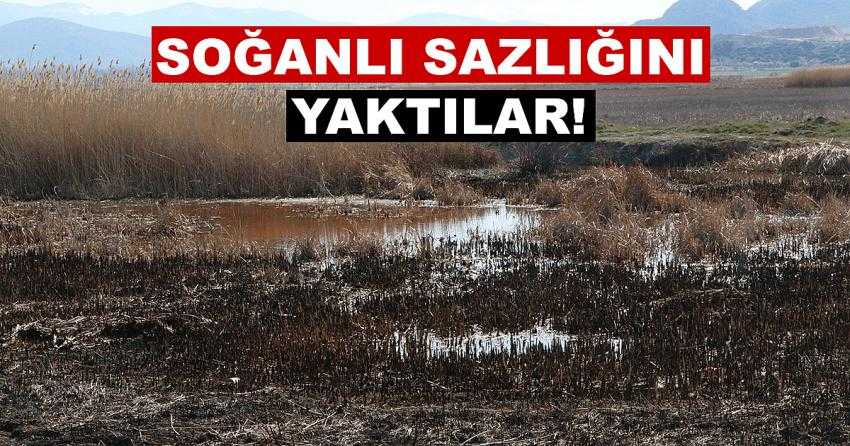 SOĞANLI SAZLIĞINI YAKTILAR!