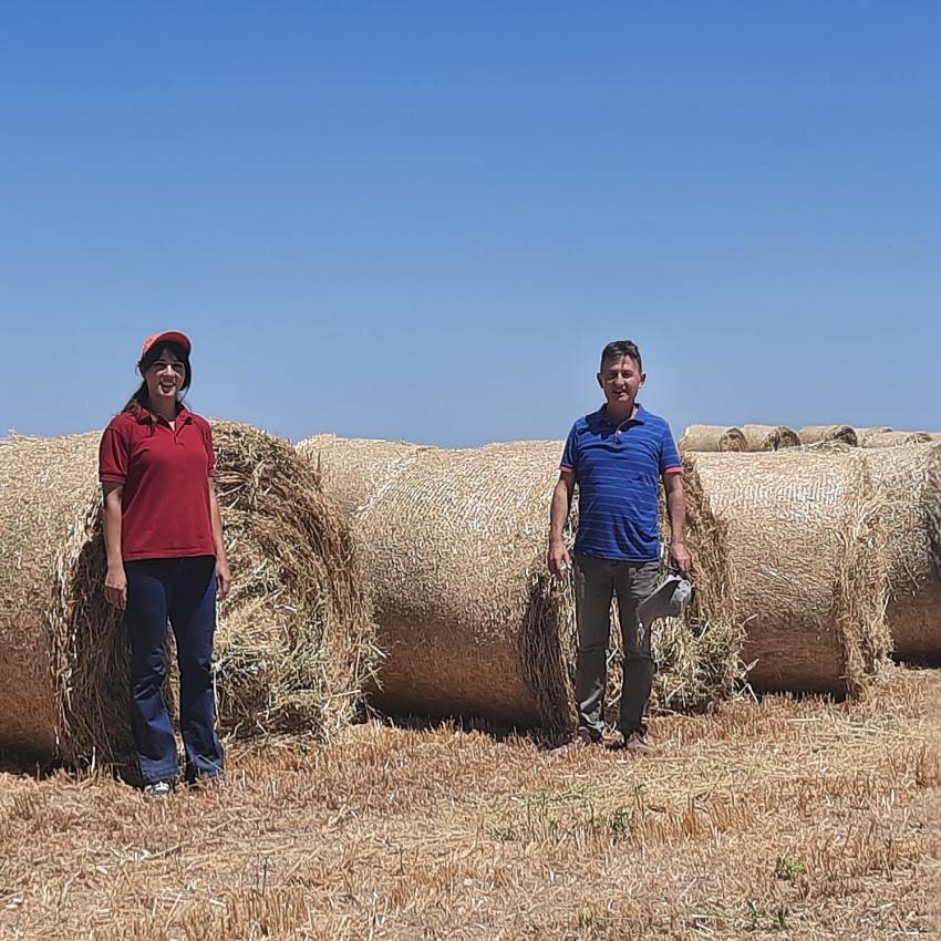 MAKÜ’DE 2 BİN DEKARLIK ALANDA HASAT BAŞLADI