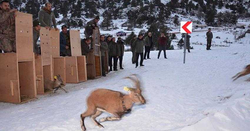 KARANLIKDERE KANYONU TABİAT PARKINA YABAN KEÇİSİ BIRAKILDI