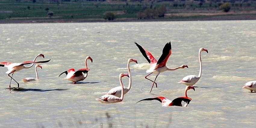 Yarışlı Gölünde Flamingolardan Görsel Şölen